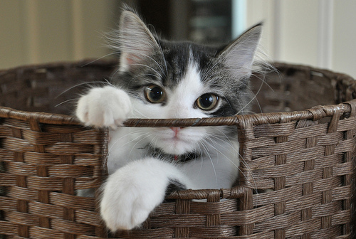 https://secure.flickr.com/photos/cygnus921